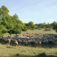 Roquefort en fête programme festival pastoralisme et biodiversité
